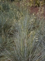 Festuca glauca Blauglut Kostrzewa popielata